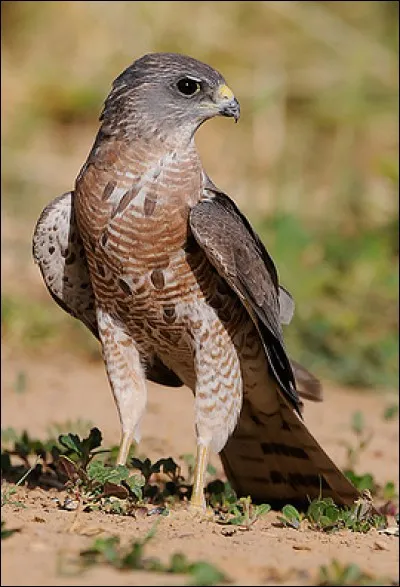 L'épervier est un superbe rapace qui fond sur ses proies. À quoi a-t-il prêté son nom ?