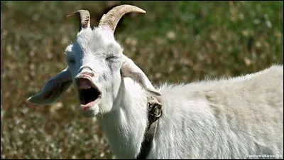 À part l'animal, le mot ''chèvre'' désigne un outil de levage. Quel autre outil porte ce nom ?