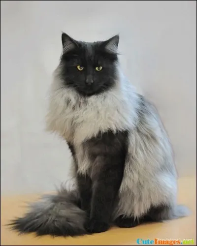 Comment s'appelle ce chat aux longs poils, originaire de Norvège, qui peut avoir tous les motifs sauf le color point ?