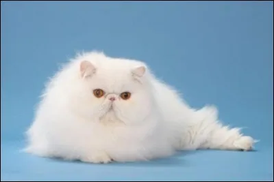 Quelle est cette race de chat ?