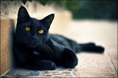 Contre quelle maladie féline les chats noirs peuvent être protégés génétiquement ?