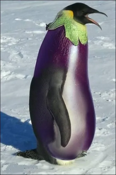 Trouvez la solution, et vous ne ferez pas banquise !