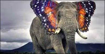 La réponse est pachydermique !