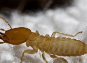 Quiz Les termites