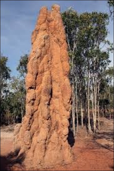 Quelle est la plus haute termitière ?