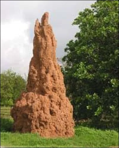 Quelle hauteur peut-elle atteindre ?