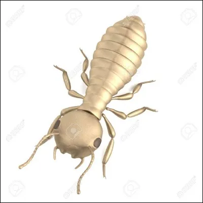 Le termite est-il un insecte dangereux ?
