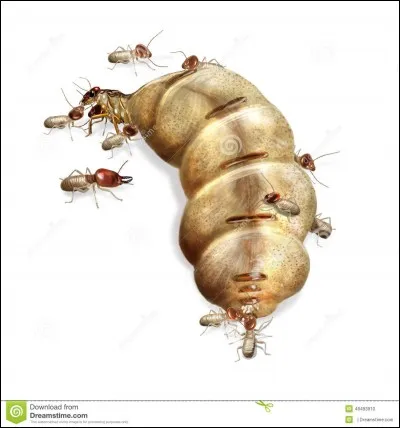 Qui mange des termites parmi ces propositions ?