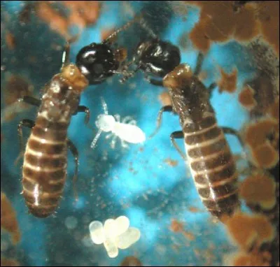 On dit "un termite", c'est un nom masculin. Si c'est une femelle on parle de...