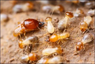 Qui dit termite, dit :