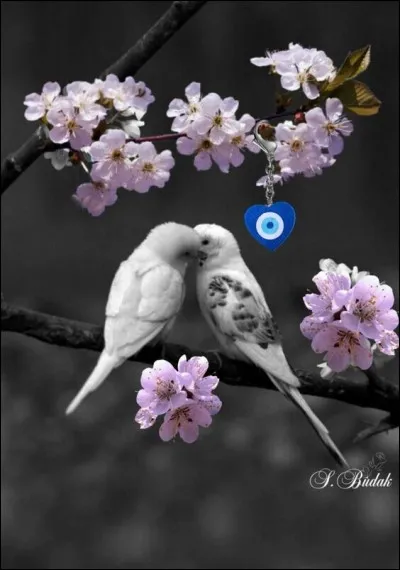 Lequel de ces oiseaux est noir et blanc ?