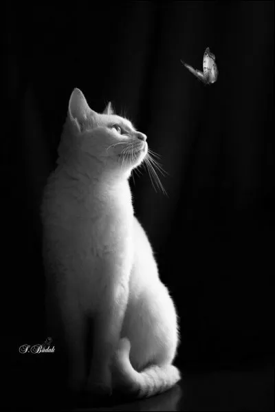 Dans une expression quel animal est blanc en parlant d'un projet couteux et de prestige ?