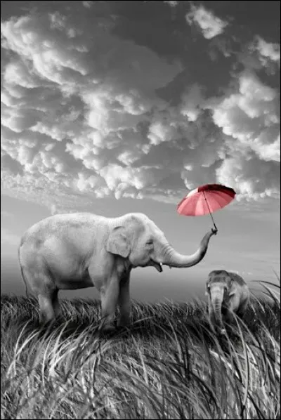 Existe-t-il des éléphants blancs ?