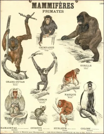 Venez, on va faire des singeries !