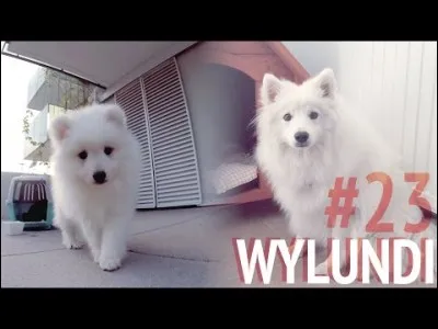 Après les Wylundi, quelle série a-t-elle faite ?