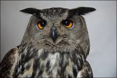 Après avoir fait la rencontre avec Hagrid, Harry s'endort dans son manteau. Le lendemain, il voit un hibou qui apporte le journal. Hagrid lui dit de prendre des pièces dans son manteau. Mais combien Harry doit-il payer le hibou ?