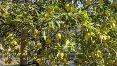 Quels sont les deux agrumes donnant des petits fruits acidulés, et résultant du croisement de l'arbre le limequat ?