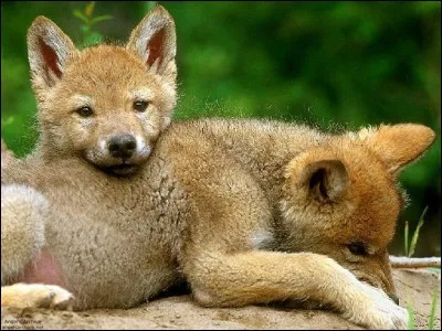 Qui s'occupe des louveteaux ?