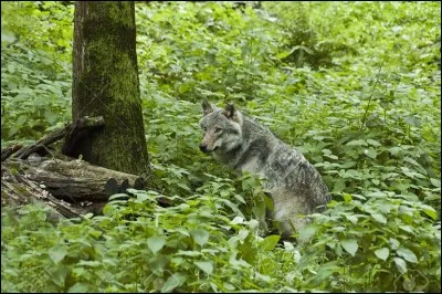Existe-t-il des loups solitaires ?