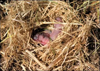 On le cloue pour le fermer !