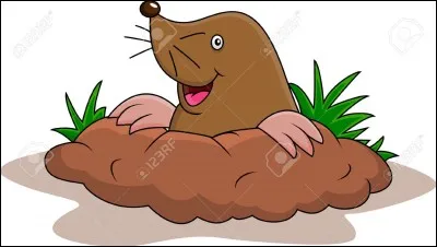 Complétez : Être ...comme une taupe.