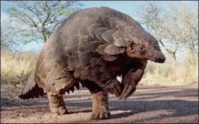 Le pangolin est très prisé ...