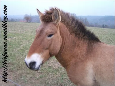 Comment s'appellent les 1er chevaux ?