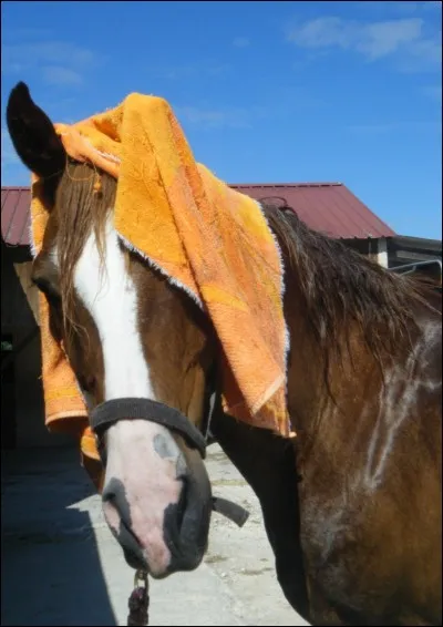 Comment s'appelle cette marque en tête ?