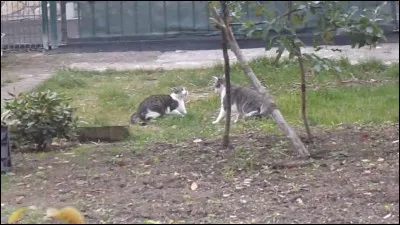 À ta première bataille, tu découvres que ton meilleur ami est amoureux d'une chatte d'un autre clan. En rentrant, comment l'interroges-tu ?