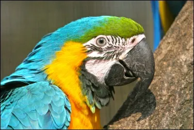 &Agrave; quel ordre d'oiseaux les perroquets appartiennent-ils ?