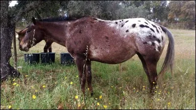 Comment s'appelle la robe de ce cheval ?