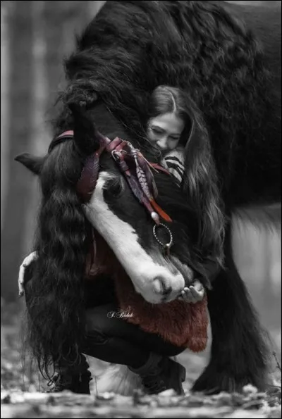 Parmi ces trois chevaux, lequel n'était pas noir ?