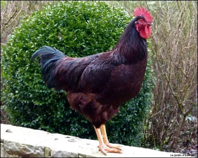 Quelle est la race de cet animal ?