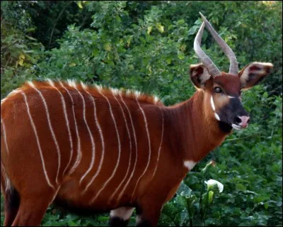 Quelle est la race de cet animal ?