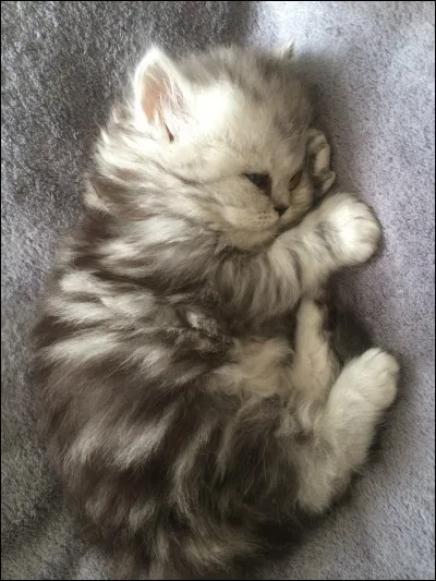 Quelle est la race de cet animal ?