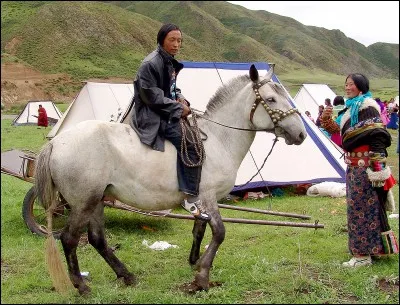 Quelle est la race de cet animal ?