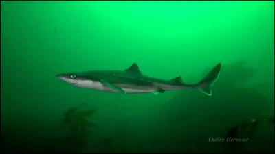 Quelle est la race de cet animal ?