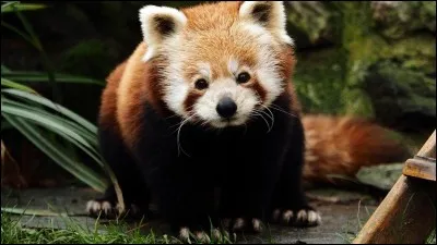 Quelle est la race de cet animal ?