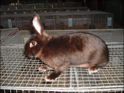 Quelle est la race de cet animal ?