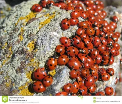 De quelle couleur les points d'une coccinelle sont-ils ? (en général)