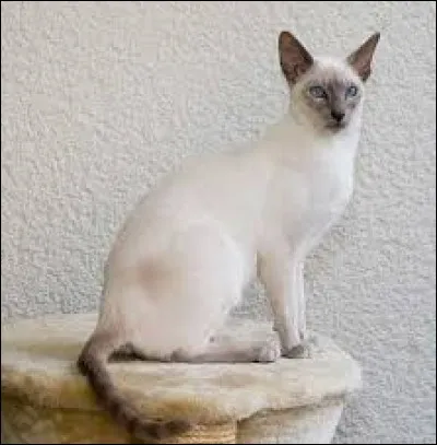 On dit que le pelage du chat siamois est...