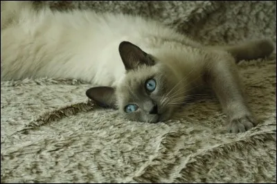 Durant quel siècle a-t-il été importé en Grande-Bretagne ?