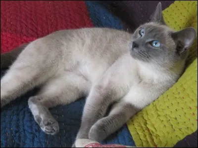 Le chat siamois est dit...