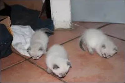 Combien de petits peut avoir la chatte siamoise ?