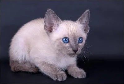 Comment se nomme le Français qui rapporta des siamois en 1885 ?