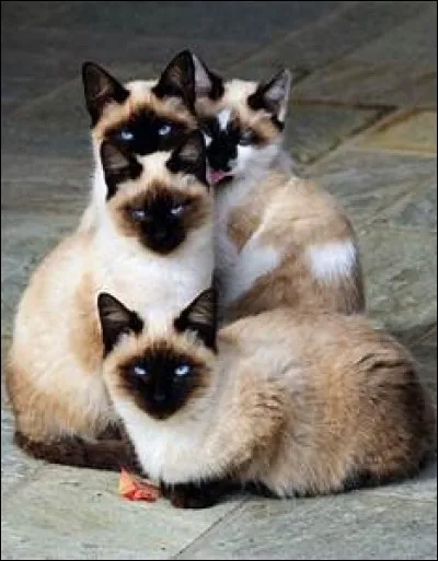 En moyenne, quelle est l'espérance de vie d'un chat siamois ?