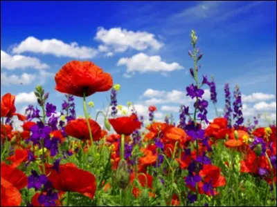 De quelle couleur les coquelicots sont-ils ?