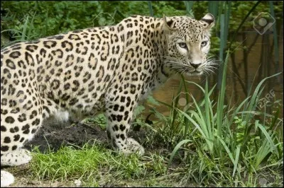 De quelle couleur la panthère de Friz Feleng est-elle ?