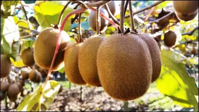 Retrouvez la couleur de l'intérieur du kiwi.