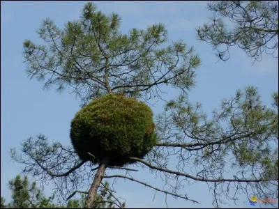 Nommez une maladie qui peut être causée par un champignon et résulte d'une masse dense de germes poussant dans un seul point ?